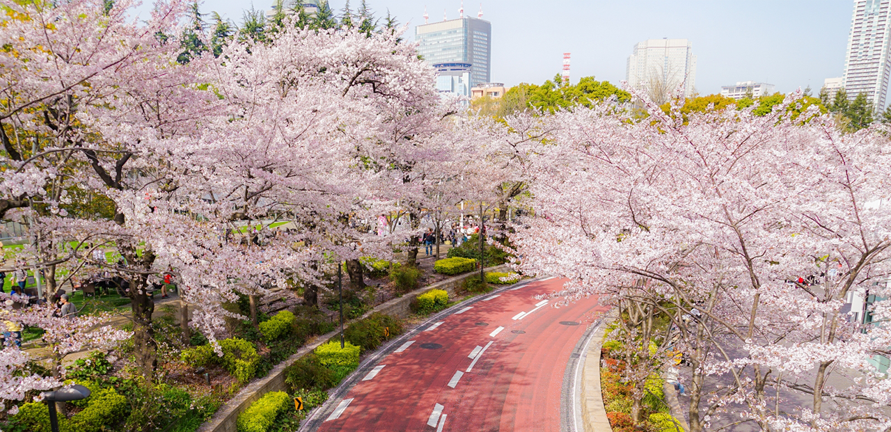 ミッドタウンの桜